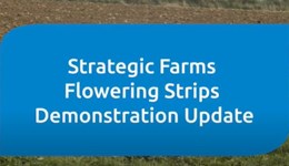 Flowering strips demonstration introduction & results from the Strategic Cereal Farms East & West